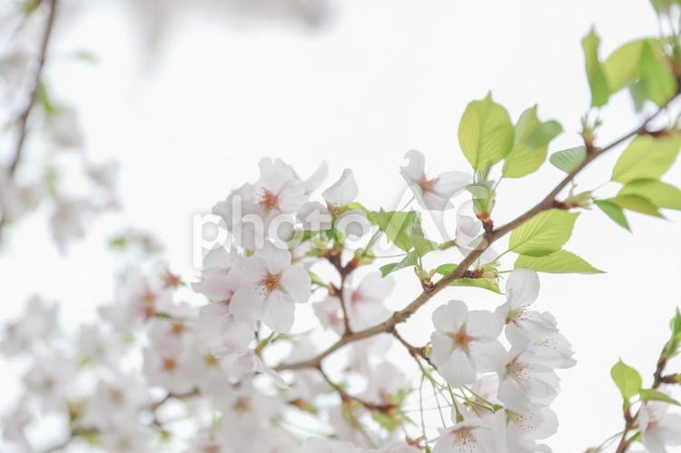桜と新緑 桜,お花見,満開の写真素材