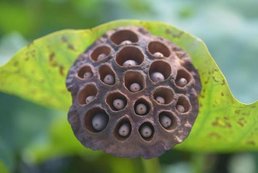 Photo, a lotus, lotus root pond, real, 