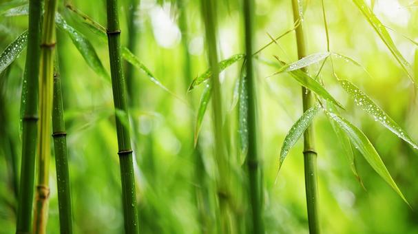 光が差し込む、神秘的な竹林の写真