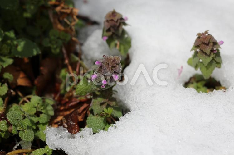 雪解けの春 冬,冬景色,自然の写真素材