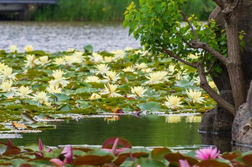 Pale yellow water lilies and green heart-shaped leaves blooming in a pond, JPG Pale yellow water lilies and green heart-shaped leaves blooming in a pond, JPG