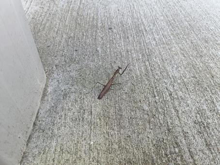 小さいカマキリ カマキリ,かまきり,昆虫の写真素材