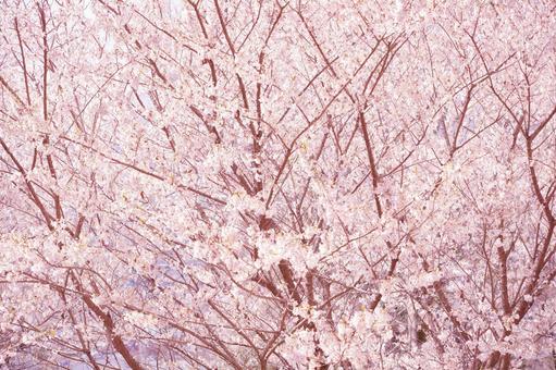 桜の優しいピンク色 桜の優しいピンク色 さくら,桜,花の写真素材