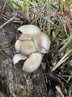 平茸（栽培）の写真