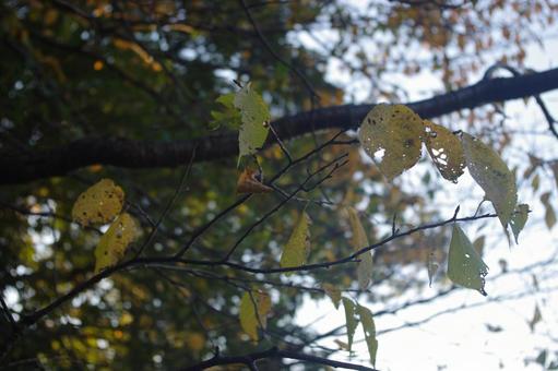 木漏れ日が穏やかな森　6 森,林,木の写真素材