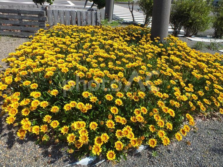 ガザニアの花満開の春爛漫 ガザニア,鮮やかな,黄色い花の写真素材