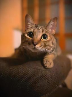 猫 猫の写真
