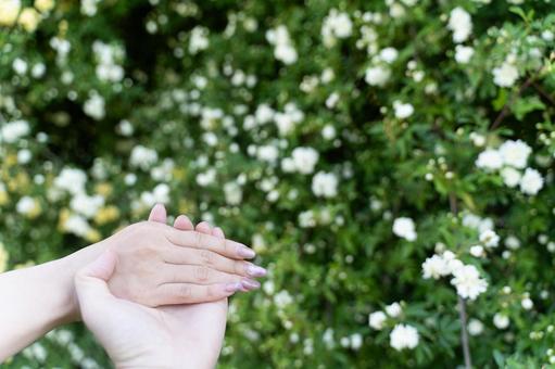 花に包まれた手と指輪の約束② 花に包まれた手と指輪の約束②の写真