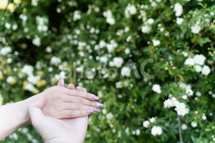 花に包まれた手と指輪の約束② 結婚,婚約,指輪の写真素材