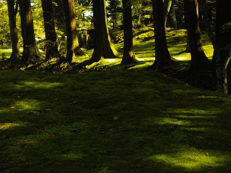 苔の庭 苔の庭の写真