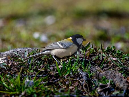 地面を歩くシジュウカラ 地面を歩くシジュウカラの写真