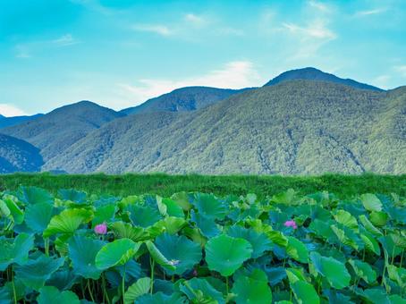 蓮の花、蓮の葉、山間、青空 蓮の花、蓮の葉、山間、青空の写真