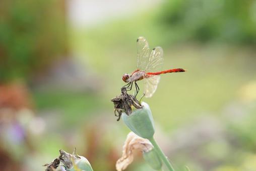 花にとまる赤とんぼ 花にとまる赤とんぼ 赤とんぼ,植物,秋の写真素材
