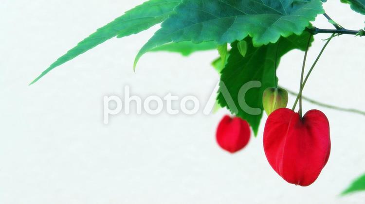 ウキツリボクのつぼみのテクスチャ ウキツリボク,花,つぼみの写真素材