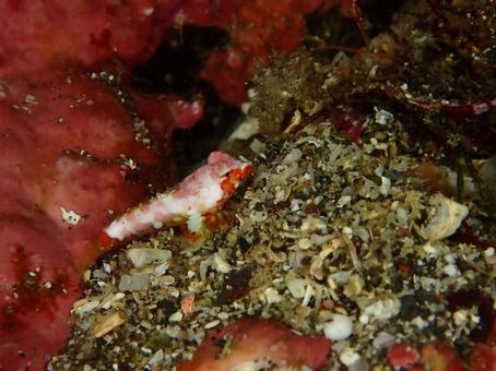 ミヤケテグリ幼魚 ミヤケテグリ幼魚 ミヤケテグリ幼魚,ミヤケテグリ,幼魚の写真素材