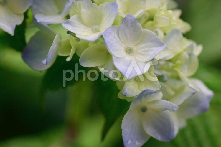 雨上がりの水色の紫陽花の花 紫陽花,梅雨,初夏の写真素材