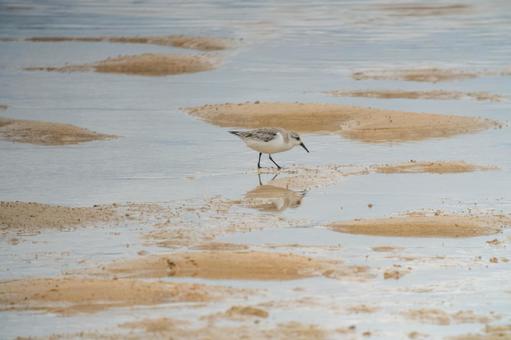 Photo, dunlin, siki, plover eyes, 