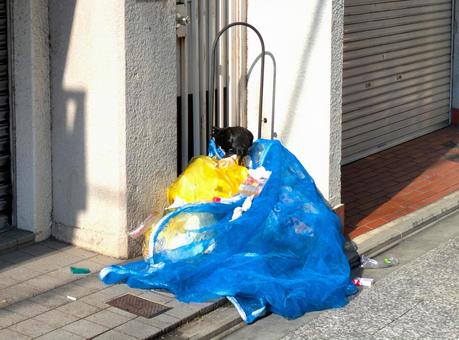 Crows rummaging through trash, JPG