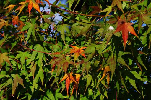 陽射しの中のイロハモミジの写真