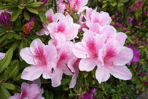 満開のピンク色のツツジの花3 ツツジ,花,ピンクの写真素材