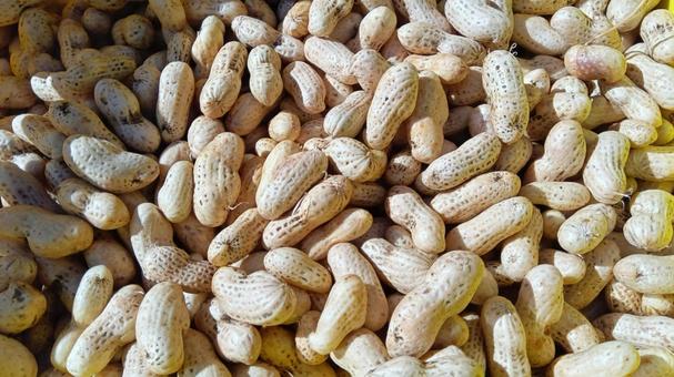 ピーナッツ ピーナッツ,おおまさり,ベージュの写真素材