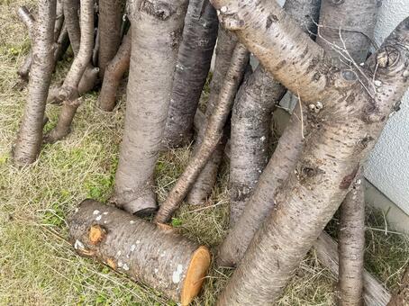 木の伐採のイメージ 自然,イメージ,素材の写真素材