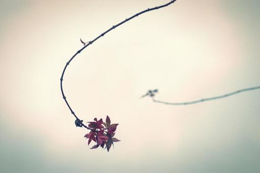紅葉 紅葉の写真