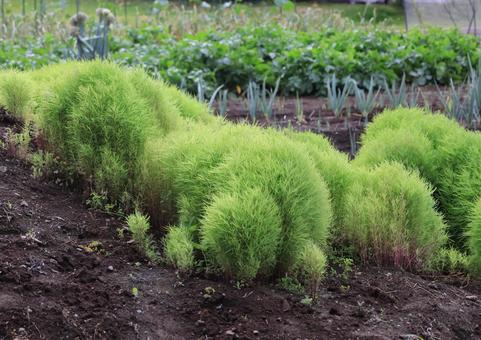 コキア コキア,植物,緑の写真素材