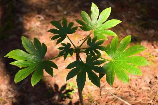ヤツデの葉の写真