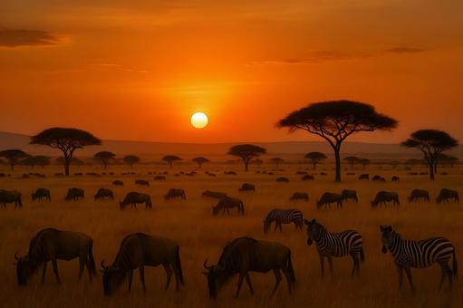 夕陽のサバンナと群れ 夕陽のサバンナと群れの写真