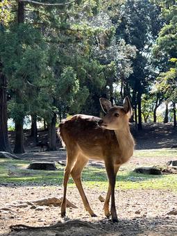 奈良の鹿 奈良の鹿 鹿,動物,奈良の写真素材