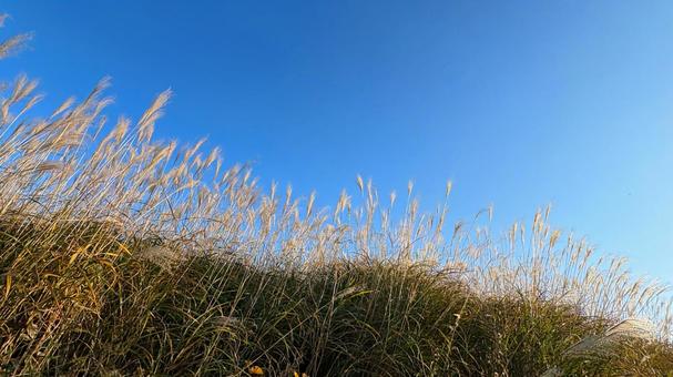 秋空とススキの穂 すすき,ススキ,ススキの穂の写真素材