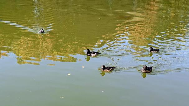 キンクロハジロ オスメス キンクロハジロ,鳥,オスの写真素材