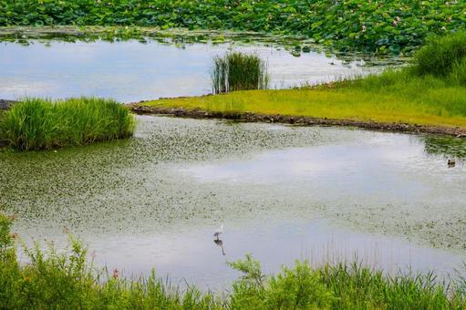 長沼の風景⑸ 長沼の風景⑸ 長沼,沼,天然湖の写真素材