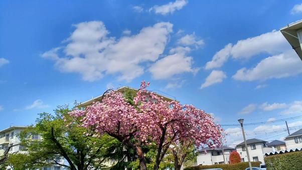 空と桜 空,風景,桜の写真素材