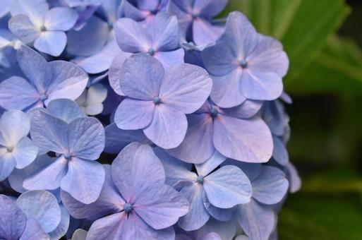 あじさい あじさい,花,青の写真素材