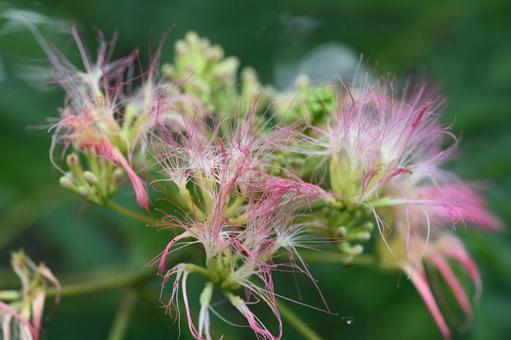 Silk flowers blooming in the garden, JPG