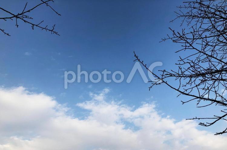 枝と空と雲 空,枯れ枝,自然の写真素材