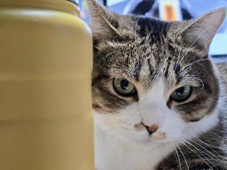 猫と水筒 猫,ネコ,キジトラの写真素材