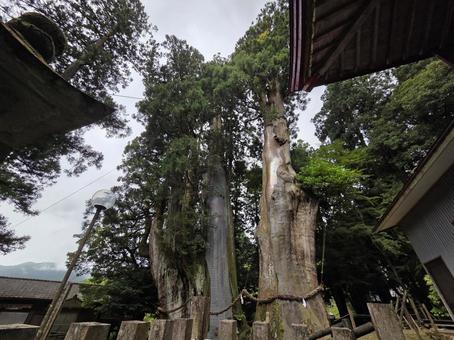 Photo, kochi prefecture, ootake-cho, fir, 