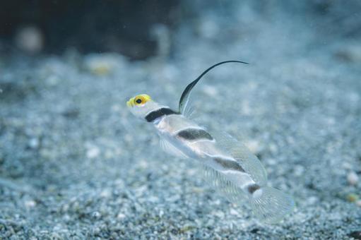 ヒレを立てるネジリンボウ ネジリンボウ,ハゼ,小型魚の写真素材