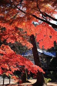 南禅寺の秋 紅葉,秋,もみじの写真素材
