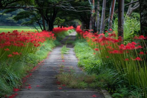 彼岸花咲く静かな小道 彼岸花咲く静かな小道の写真