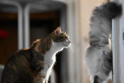 可愛いミケと白いネコ 可愛いミケと白いネコの写真