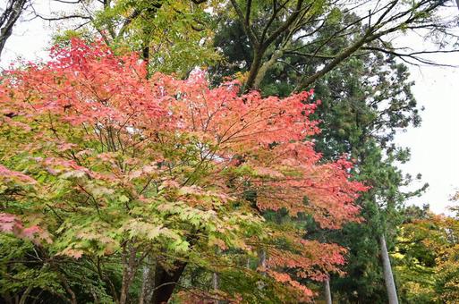 栃木県にて、紅葉の写真