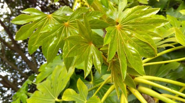 輝く若葉の写真