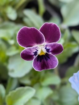 ビオラの花 11 ビオラ,花,紫の写真素材