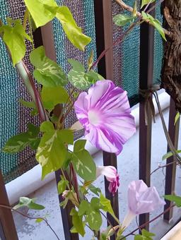 朝顔 朝顔 朝,花,朝顔の写真素材