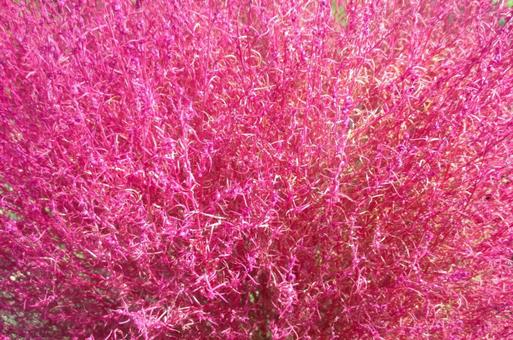 コキア コキア,植物,紅葉の写真素材