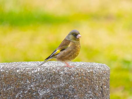 地面を歩くカワラヒワ 地面を歩くカワラヒワ カワラヒワ,野鳥,鳥の写真素材
